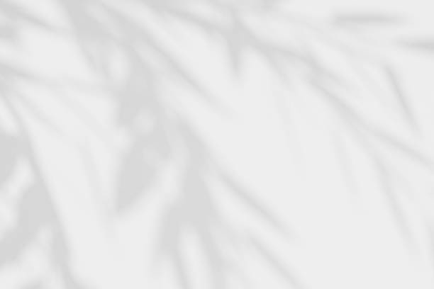 istock Abstract white studio background for product presentation. Gray empty room with shadows from tree leaves. 3D room with space for copying. The concept of summer and spring. Monochrome background. 2214706088