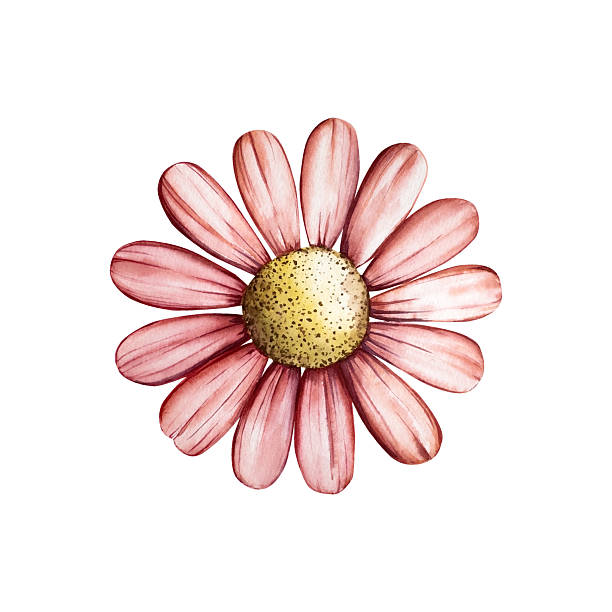 istock Red spring flower. Watercolor gerbera, chamomile, echinacea. Hand drawn wildflower illustration isolated on background, transparent png. Botanical and wedding illustration. Baby shower design elements. Party invitation, birthday celebration. Spring 2214706174