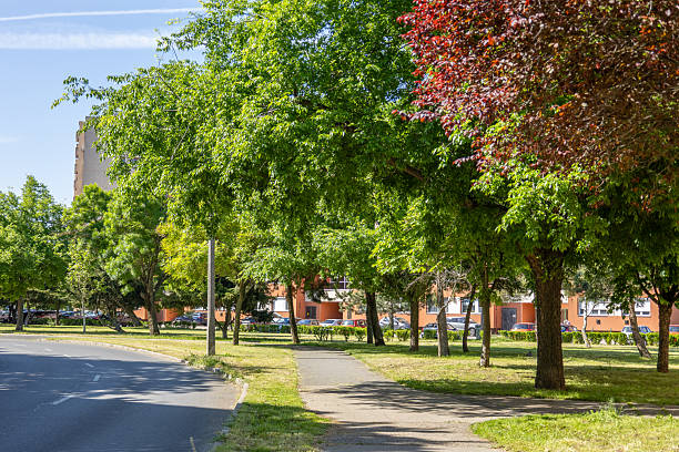 istock Urban street lined with trees and buildings 2214707599