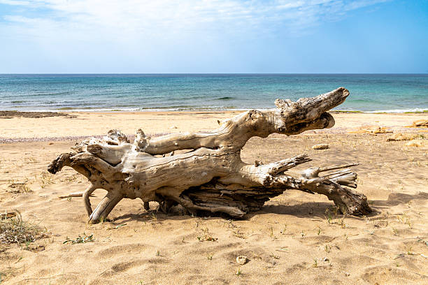 Tree trunk on beach