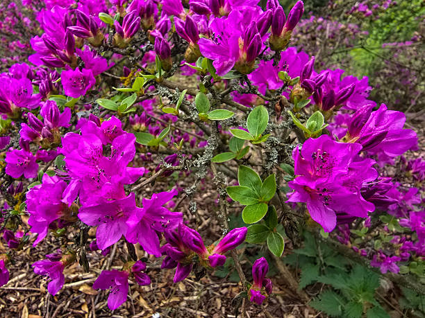 istock Floral Paradise in Botanical Garden 2214710246
