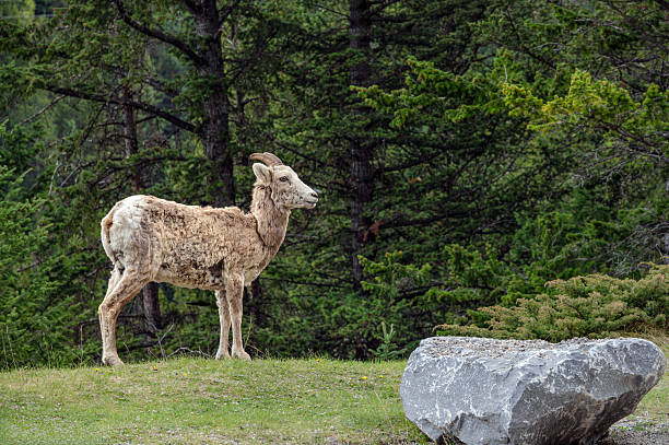 Rocky Mountain Bighorn sheep. Taken in Banff, Alberta