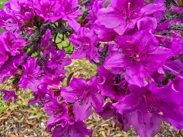 istock Blooming Flowers in Botanical Garden 2214710772