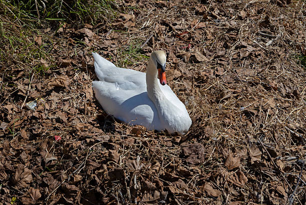 Swan brooding on a nest at the shore and boulevard near the lake. Rudolfzell Bodensee, Baden Wurttemberg Germany
