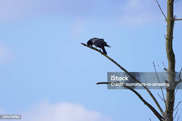 Clean Crows Crow Cleaning His Beak Raven Rubbing His Beak Crow On A Bare Tree Crow ...