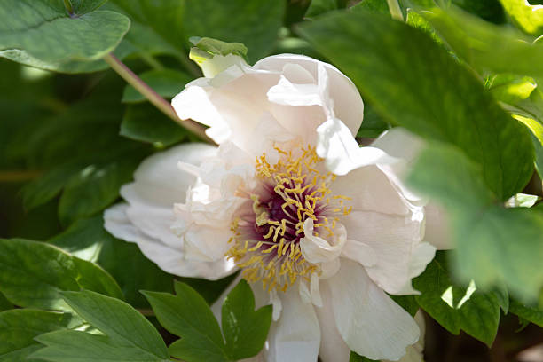 Close up Beautiful Chinese Flower in Spring, Peony