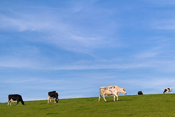 istock Small group of dairy cows grazing in a field 2214713468