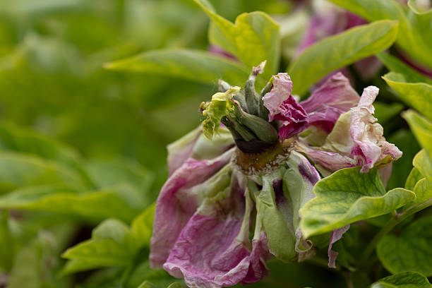 Close up Beautiful Chinese Flower in Spring, Peony