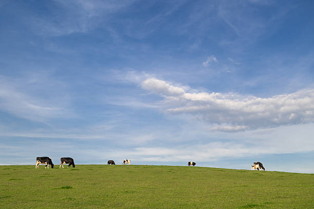 istock Small group of dairy cattle grazing in a field 2214713524