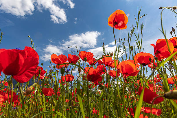 istock Red poppy flower in backlit 2214715305