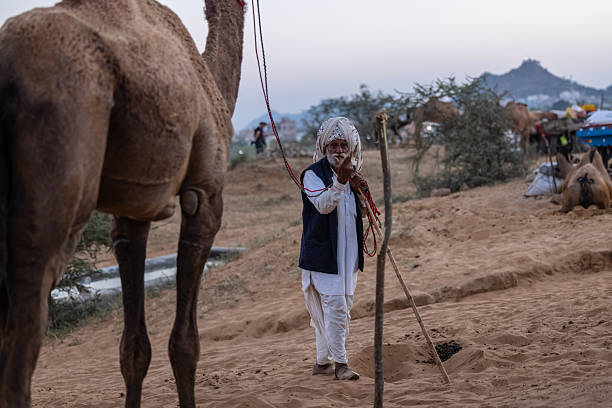 Pushkar, Rajasthan, India - November 2024: Portrait of a rajasthani male in traditional white clothes with colourful turban at desert ground in winter morning with camel during pushkar fair.