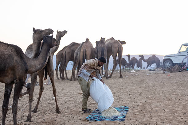 Pushkar, Rajasthan, India - November 2024: Portrait of a rajasthani male in traditional white clothes with colourful turban at desert ground in winter morning with camel during pushkar fair.