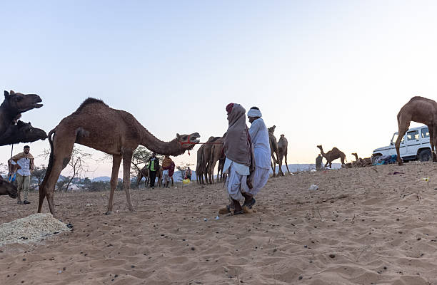 Camel rider view in Thar desert, Rajasthan, India