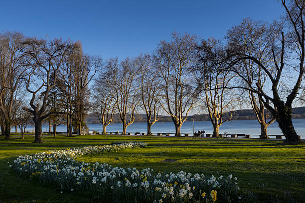 London Plane trees at Victoria Park, Central Auckland, New Zealand