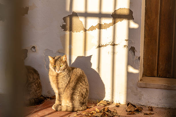 A cat sits in warm sunlight, shadows from a barred structure create a striped effect on a weathered wall with peeling paint, while another cat rests partially hidden.