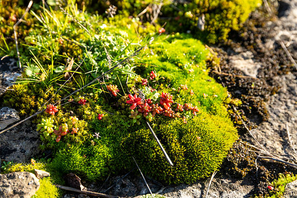 Bright green moss with small red and green succulents grows on rocky ground, interspersed with dried grass and illuminated by sunlight.