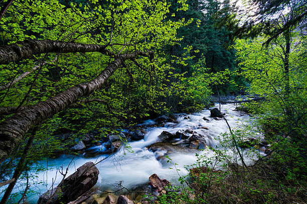 Canyon Landscape with Creek Water Flowing Down From Mountains in Springtime - Scenic nature landscape in wilderness area with clean clear pristine water flowing from high above through lush springtime foliage evoking a sense of tranquility.