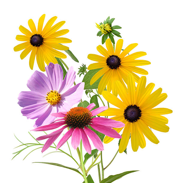 istock Summer colorful flowers bunch 2214720935