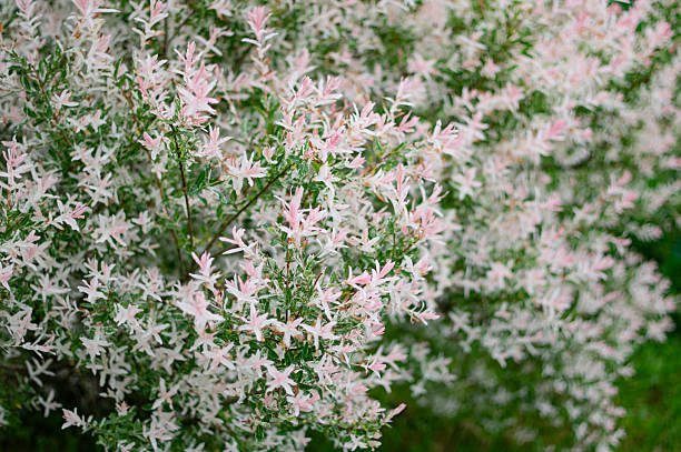 istock hakuro nishiki willow, variegated foliage, pink white leaf shrub 2214723838