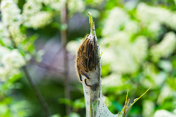 Caterpillar Nest with Crawling Insects - Closeup detail of nest in outdoors natural habital during springtime.