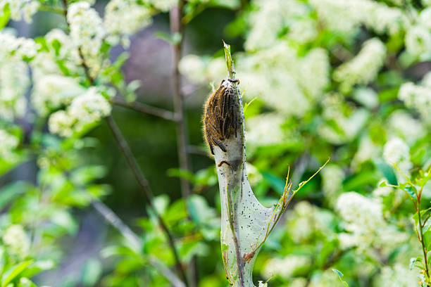 Caterpillar Nest with Crawling Insects - Closeup detail of nest in outdoors natural habital during springtime.