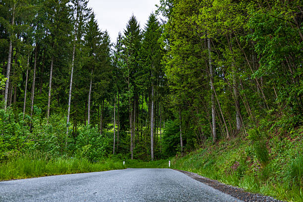 A tranquil road winds through a dense forest, surrounded by tall trees and lush greenery. The serene atmosphere invites exploration and offers a peaceful escape into nature.