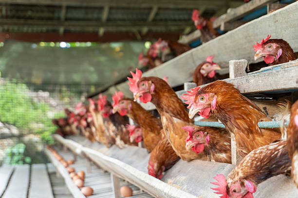 A group of brown layer hens inside a commercial poultry farm, standing in cages and laying eggs on metal conveyor trays. The chickens are part of an industrial egg production system. Eggs are collected in rows beneath the birds, showcasing mass production in a rural agricultural setting. Daylight filters through the open-sided barn, providing a natural lighting environment.
