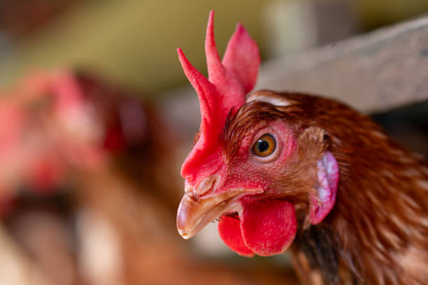 istock The chickens are part of an industrial egg production system 2214726073