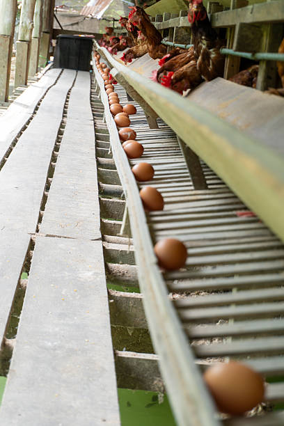istock The chickens are part of an industrial egg production system 2214726074