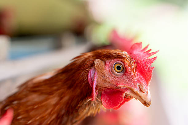 istock The chickens are part of an industrial egg production system 2214726077