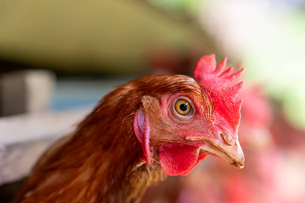 istock The chickens are part of an industrial egg production system 2214726092