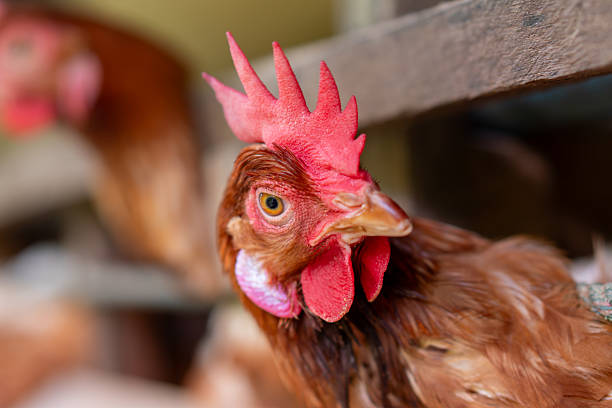 istock The chickens are part of an industrial egg production system 2214726098