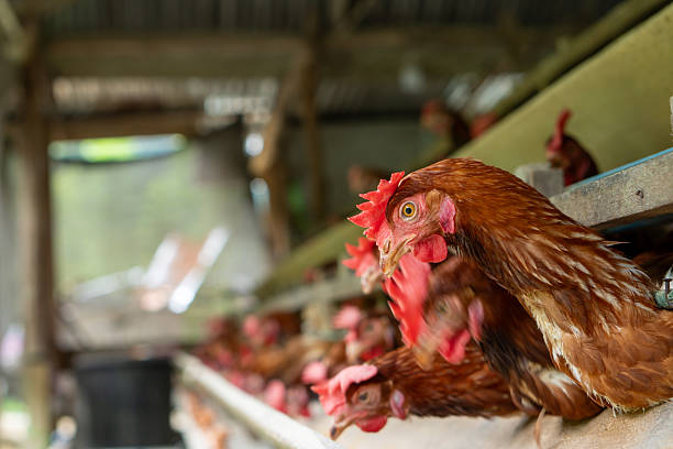 istock The chickens are part of an industrial egg production system 2214726100