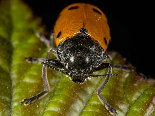 Lachnaia Italica Beetle