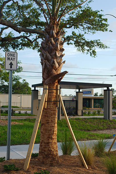 istock Staked Palm Tree During Growth for Stability in Sunny Urban Environment 2214729292