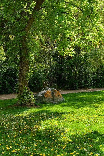 Dandelions Growing in Lush Park Lawn Area - Public nature area with green grass and yellow dandelion flowers with no people present.