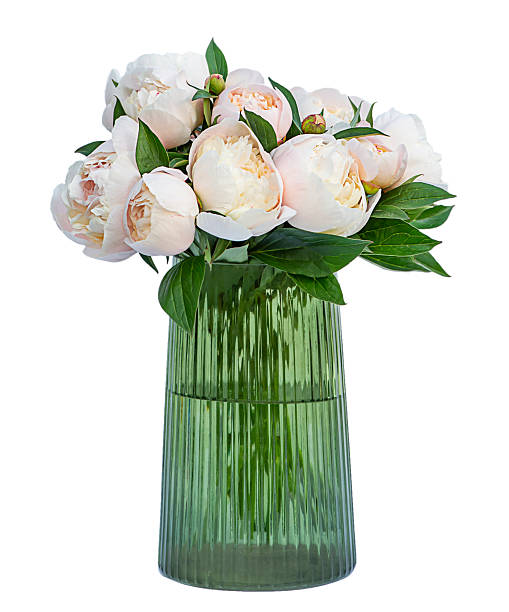 istock Cream peony buds close-up spring flowers, flowers in a green vase isolate on white 2214731086