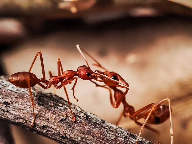 istock Activity of a swarm of large red ants 2214731336