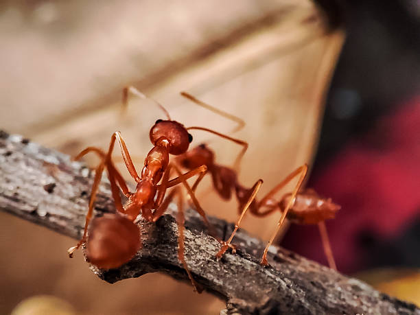 istock Activity of a swarm of large red ants 2214731377