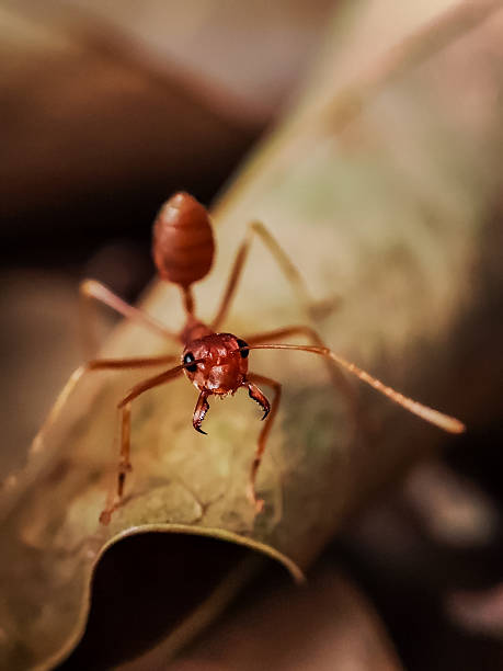 istock Activity of a swarm of large red ants 2214731380