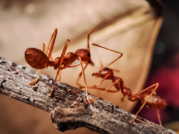 istock Activity of a swarm of large red ants 2214731406