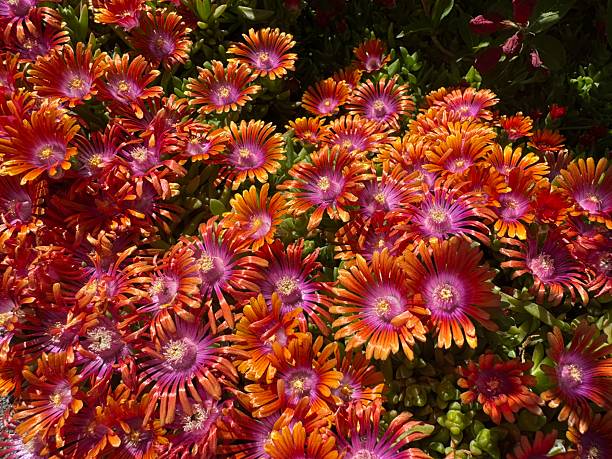 Sedum Blüten in Sonnenschein
