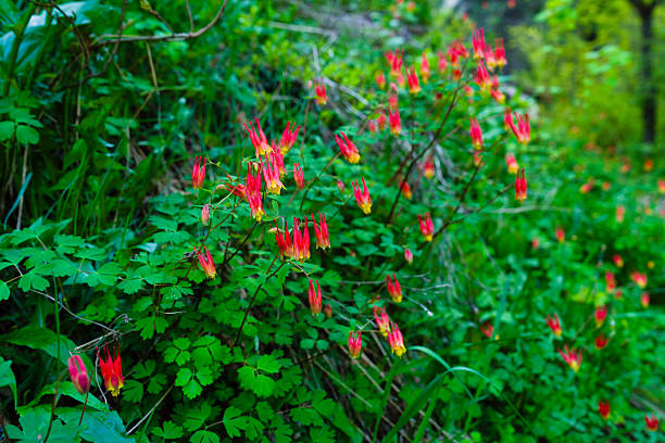 istock Eastern Red Columbine Red Flowers in Spring 2214734763