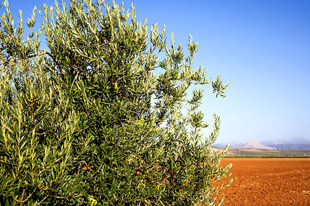 A lush olive tree stands in the foreground of a Spanish agricultural field, with clear blue skies and distant mountains in view, like the Lover's Rock. The scene reflects the Mediterranean landscape, emphasizing the harmony of nature, organic farming, and traditional olive cultivation.