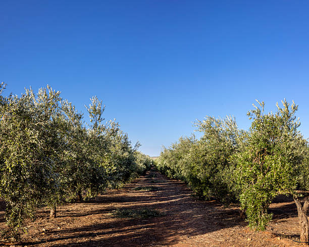 istock Olive Tree Plantation in Rural Spain under Sunlight 2214735166
