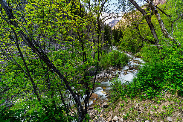 Canyon Landscape with Creek Water Flowing Down From Mountains in Springtime - Scenic nature landscape in wilderness area with clean clear pristine water flowing from high above through lush springtime foliage evoking a sense of tranquility.