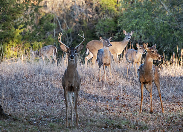 istock Blacktailed Deer, Texas Hill Country 2214736392
