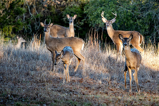 istock Blacktailed Deer, Texas Hill Country 2214736401