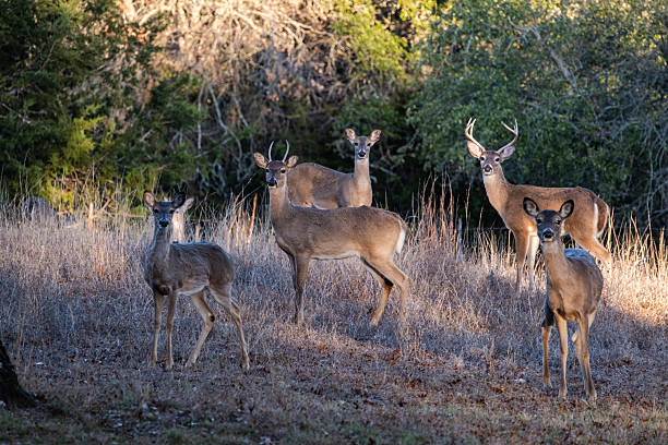 istock Blacktailed Deer, Texas Hill Country 2214736420