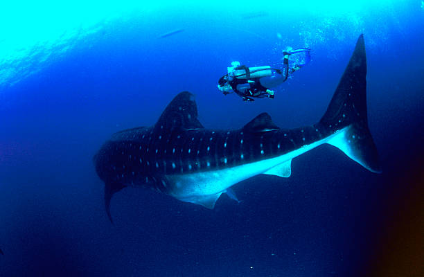Whale Shark (Rhincodon typus), Darwin Island, Galapagos, Equador.